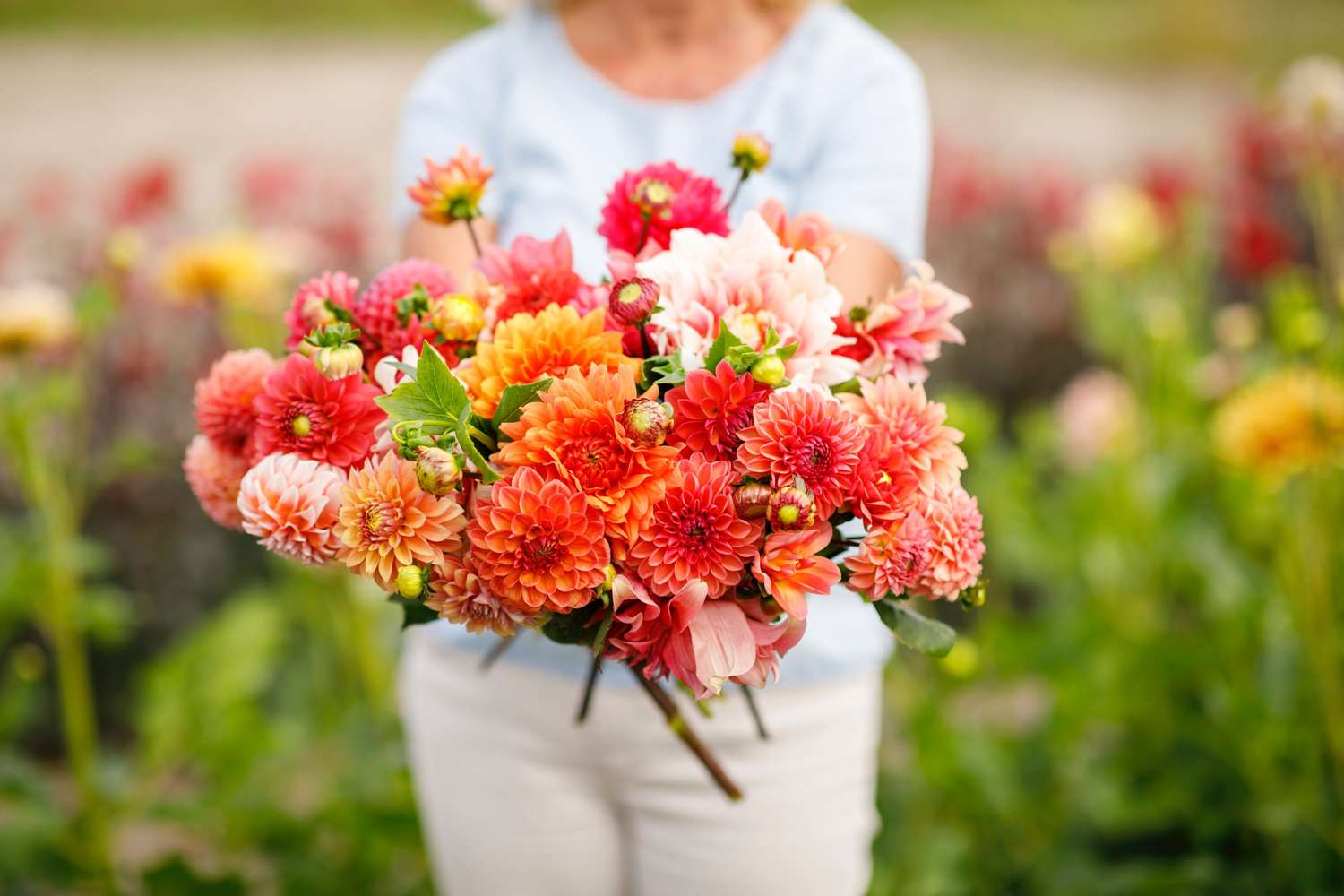 Dahlia mix 'Jennifer'